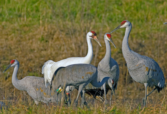 Whooping & Sandhill Cranes by Andy Wraithmell